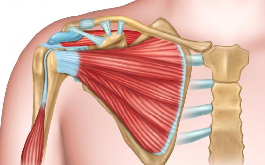 Picture of Rotator cuff: acute injuries 