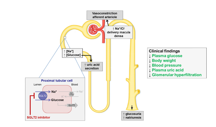 SGL2 Diagram