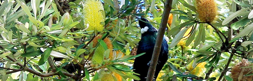 tui