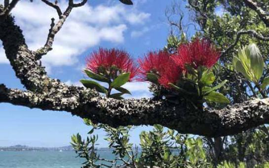 Picture of Dementia care for Māori